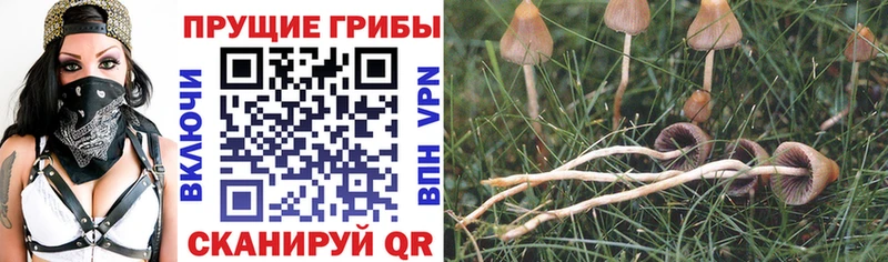 Псилоцибиновые грибы Psilocybe  Курчалой 